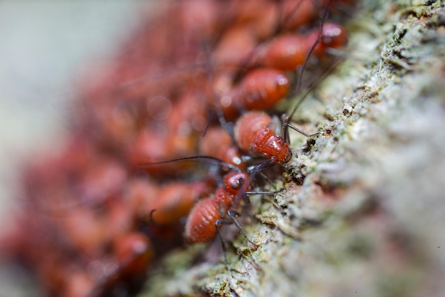 most common pests in Arizona
